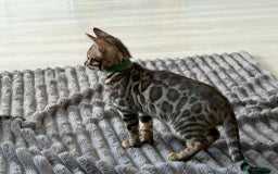 Bengal cats for sale: 12 Bengal Cubs Ready for Their Forever Home - Image 11