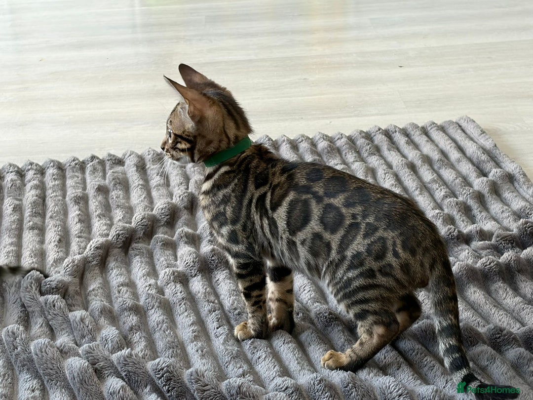 Bengal cats for sale: 12 Bengal Cubs Ready for Their Forever Home - Image 11