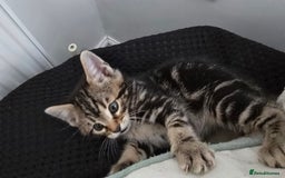 Bengal cats for sale:  Bengal with long haired blk & white kittens - Image 4