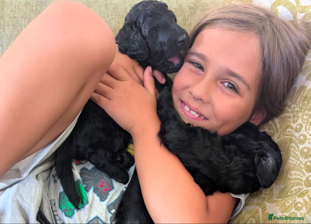 Goldendoodle dogs F1b Standard Goldendoodle Puppies blue/black - Advert 1