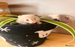 Hamster rodents for sale: Baby Syrian hamsters - Image 2