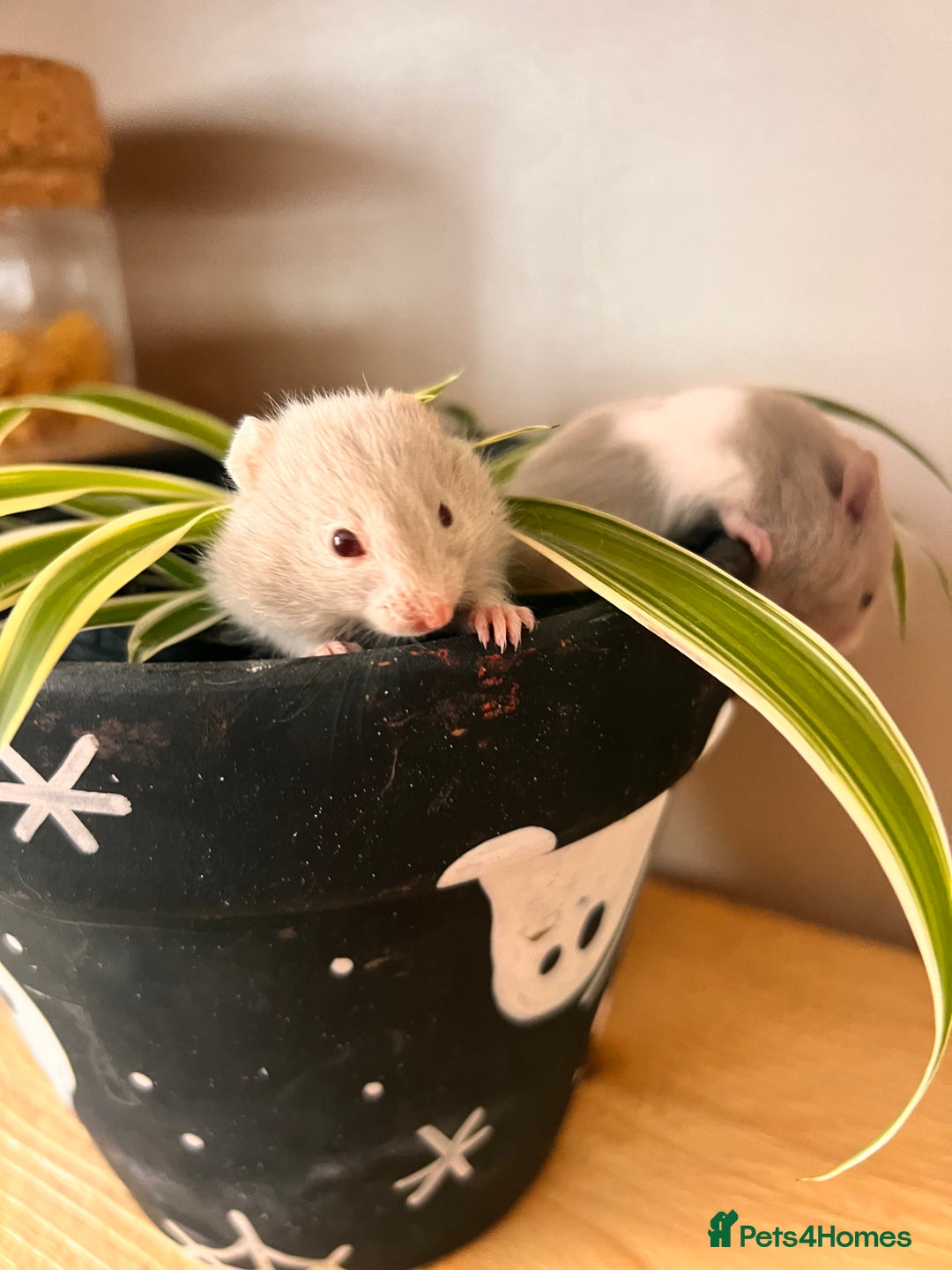 Hamster rodents for sale: Baby Syrian hamsters - Image 2