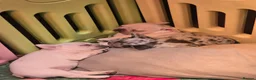 French Bulldog dogs for sale: French bulldog puppies  - Advert 12
