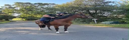 English Thoroughbred horses for sale: 16.1hh Weatherby’s reg TB Mare  - Advert 6