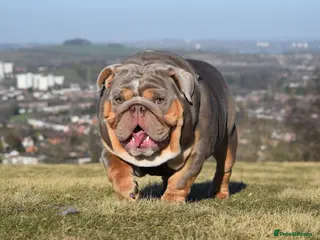 English Bulldog dogs TYSON OPEN FOR STUD in Birmingham - Advert 8