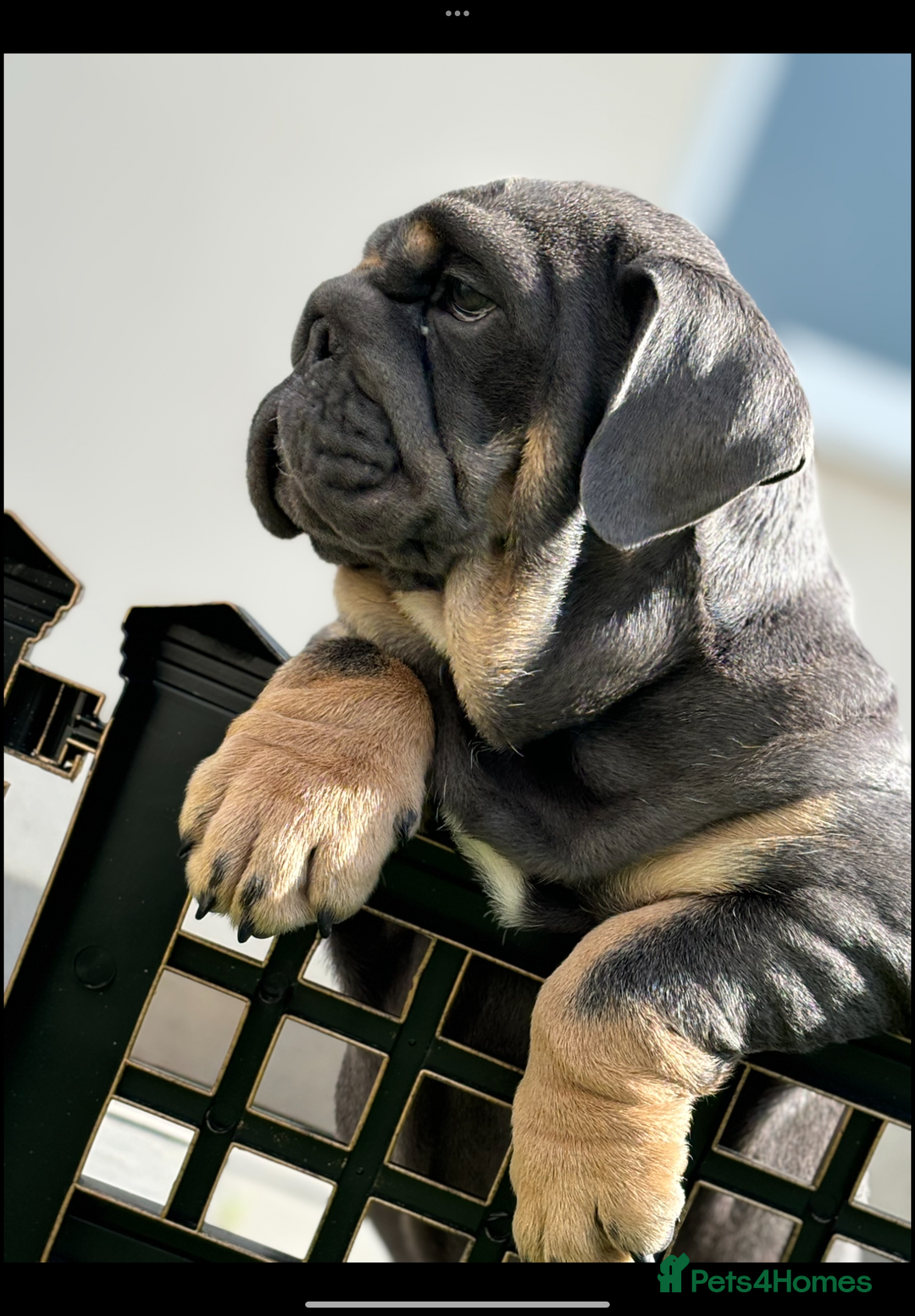 English Bulldog dogs for stud: REGGIE ( MAIN MAN KNUCKLES ) - Advert 4