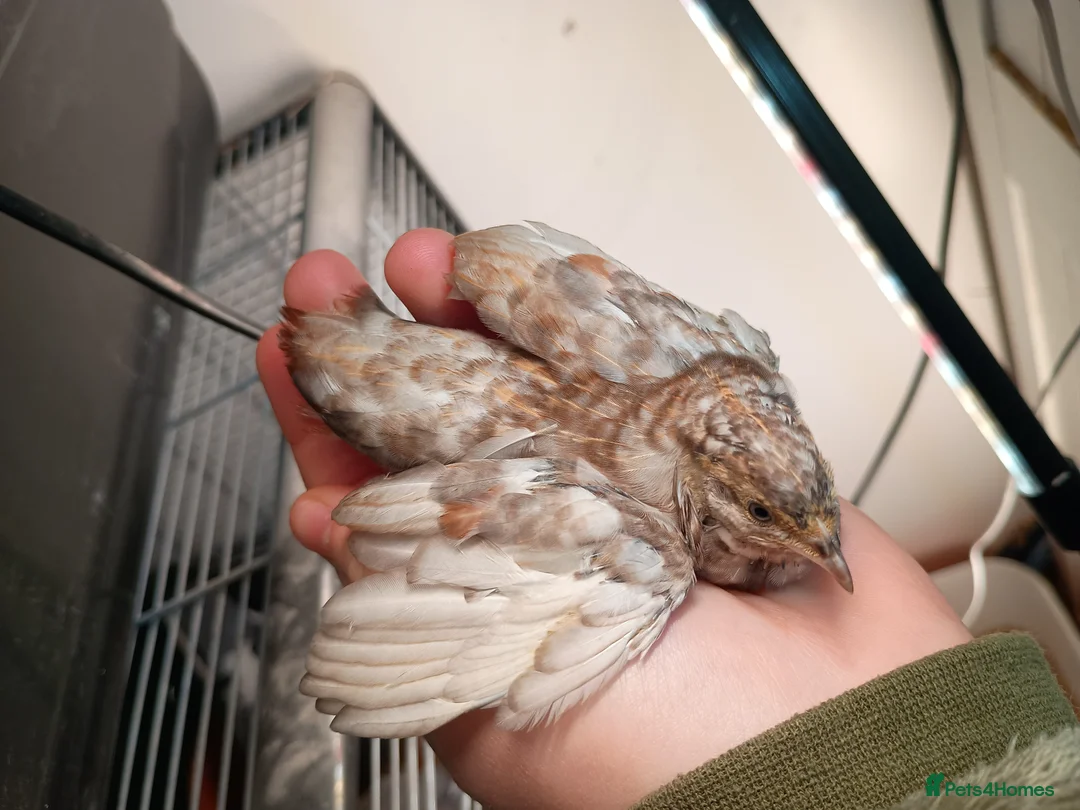 Quail poultry for sale: Chinese painted/button quail - Advert 7