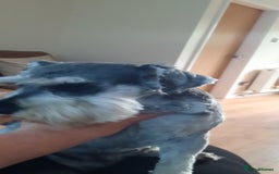 Miniature Schnauzer dogs for sale: KC REG MINI SCHNAUZER MAC AND EYE TESTED - Image 5