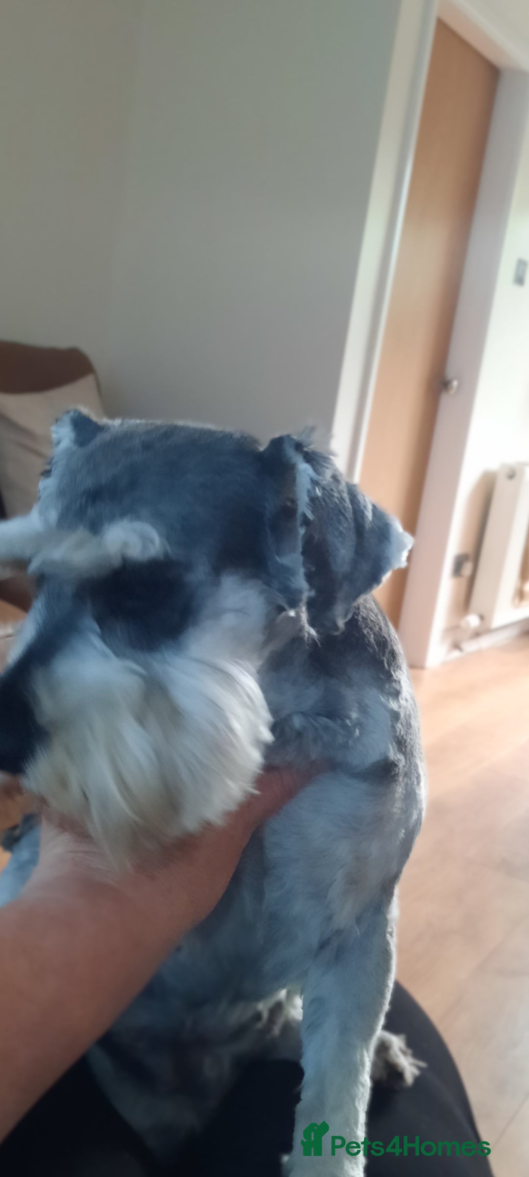 Miniature Schnauzer dogs for sale: KC REG MINI SCHNAUZER MAC AND EYE TESTED - Image 5