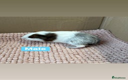 Guinea Pig rodents for sale: Young Guinea pigs  - Advert 5