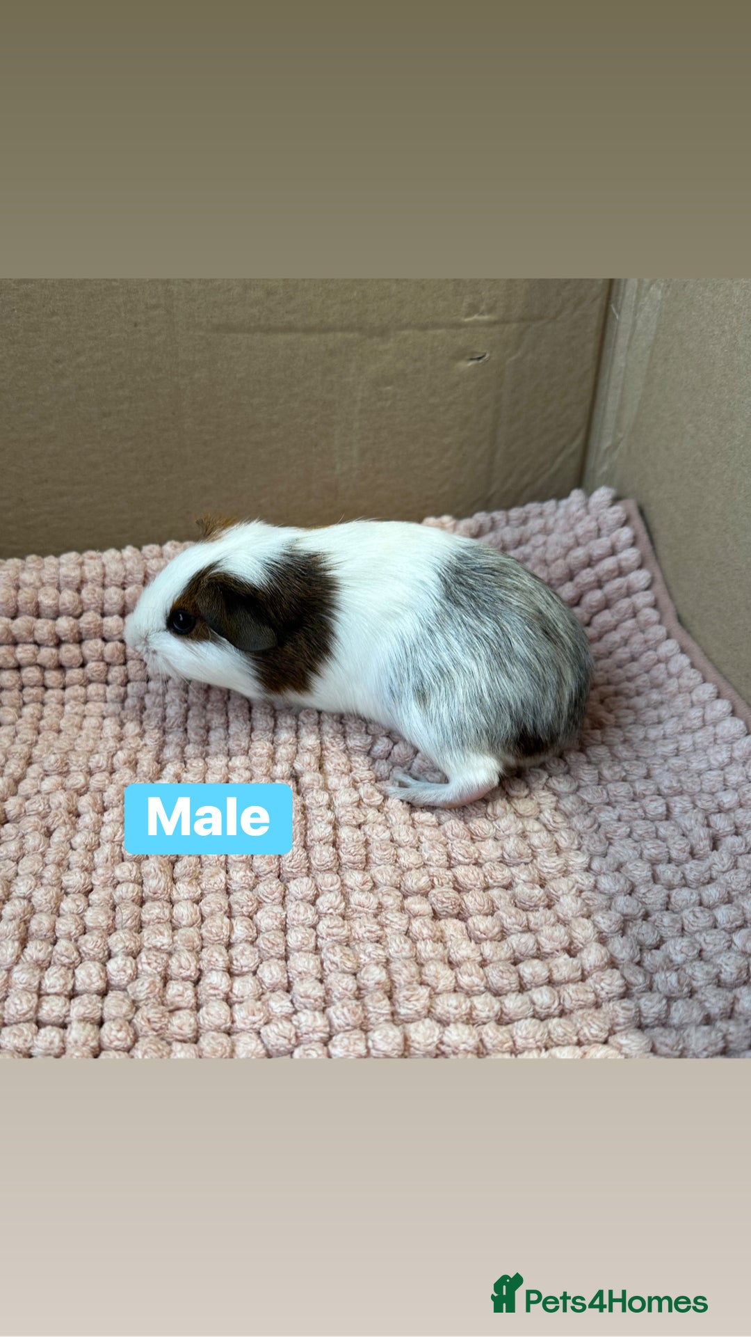 Guinea Pig rodents for sale: Young Guinea pigs  - Advert 5
