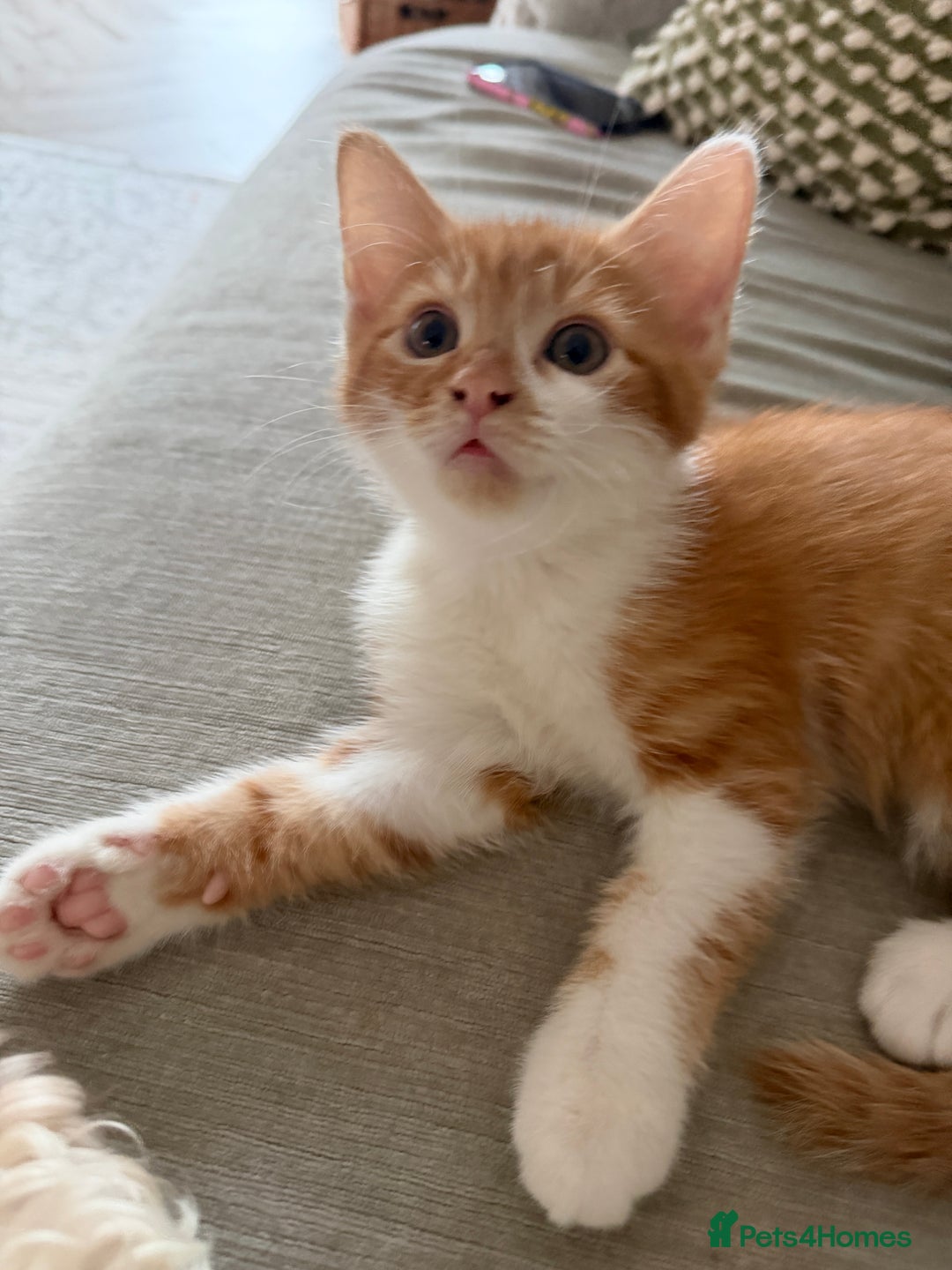 Mixed Breed cats for sale: Beautiful ginger kittens boys !!! - Advert 4