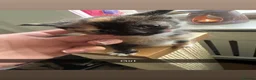 Mixed Breed cats for sale: Kittens for sale  in Keighley - Advert 4