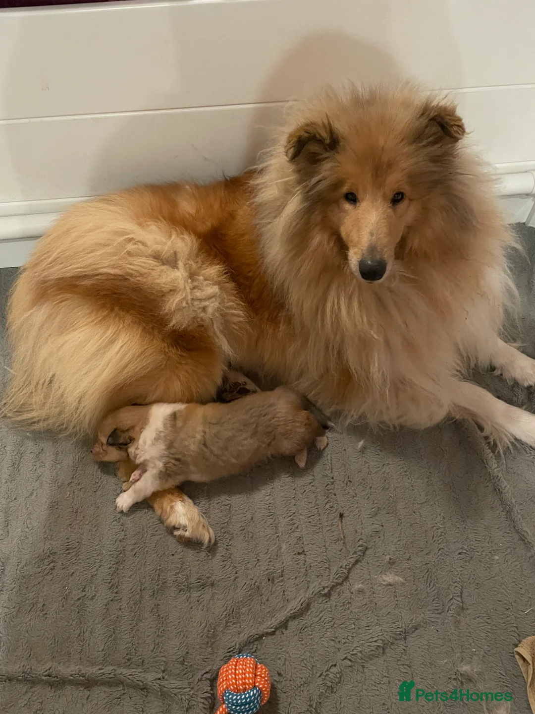 Rough Collie dogs for sale: KC Registered Sable and white male rough Collie - Advert 2