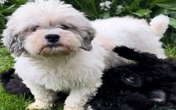 Shihpoo dogs for sale: Absolutely stunning Shihpoo pups ready now ❤️ - Image 26