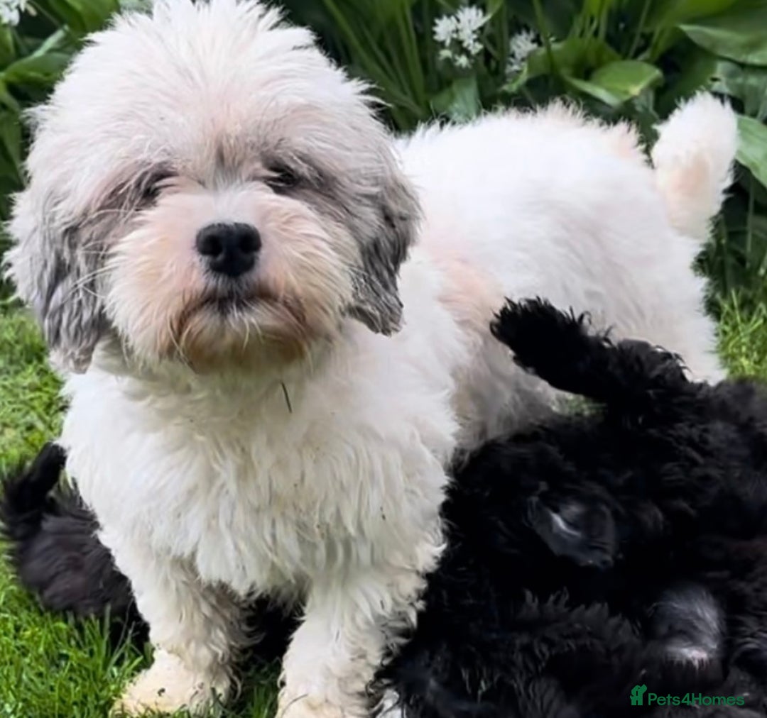 Shihpoo dogs for sale: Absolutely stunning Shihpoo pups ready now ❤️ - Image 26