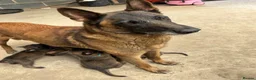 Belgian Shepherd Dog dogs for sale: Mali puppies  in Bishop Auckland - Advert 35
