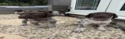 German Shorthaired Pointer dogs for sale: 8 week old German Shorthaired Pointer puppies  - Advert 14