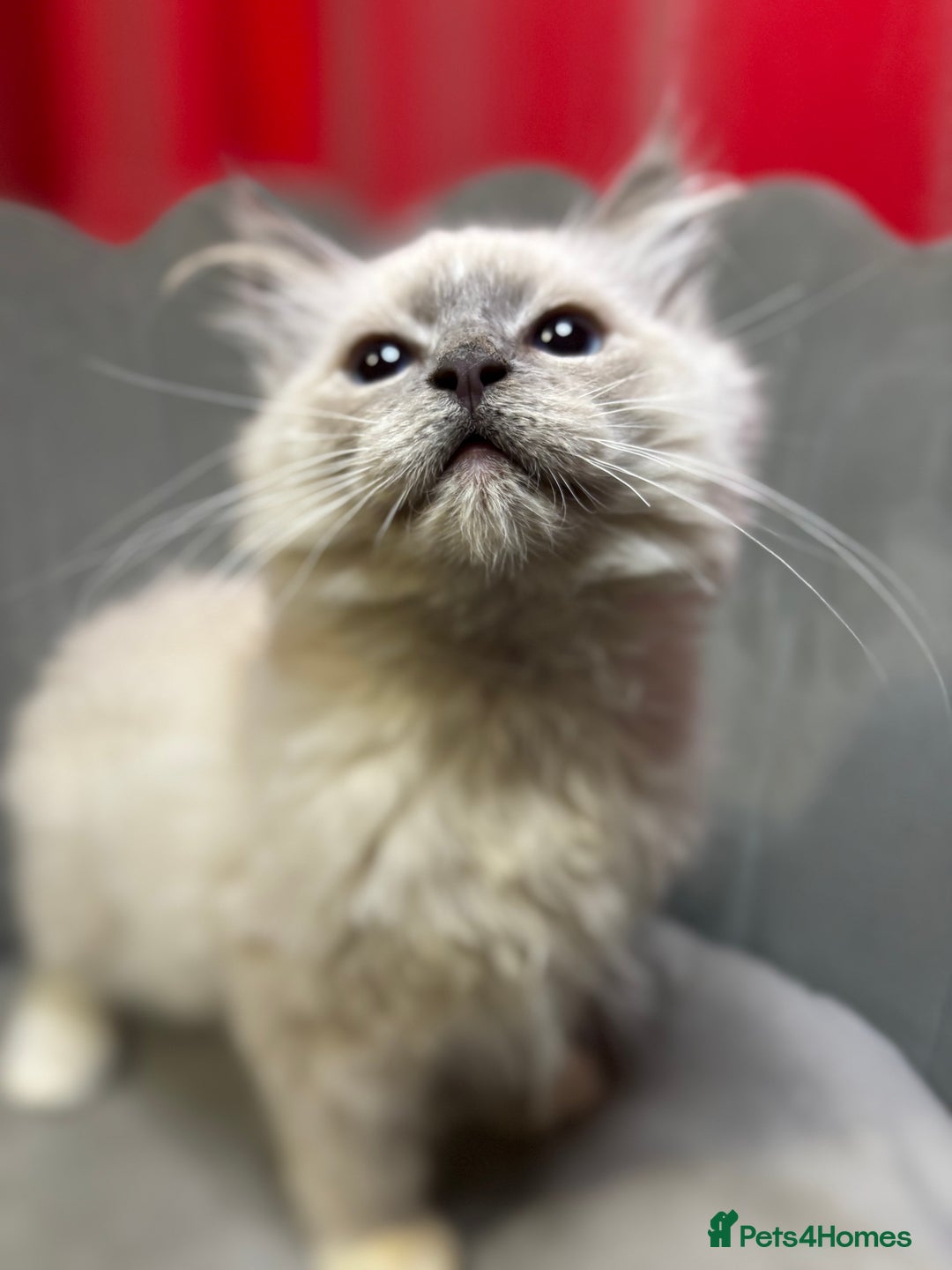 Ragdoll cats for sale: Beautiful ragdoll READY NOW - Advert 4