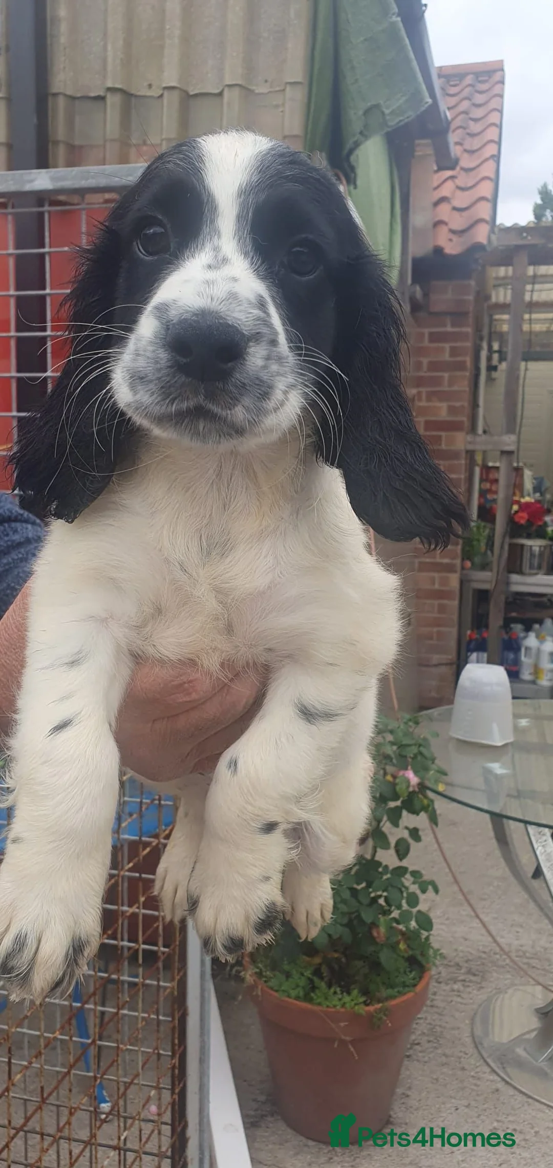 Cocker Spaniel dogs for sale: Beautiful Cocker Spaniel Puppies in York - Advert 6