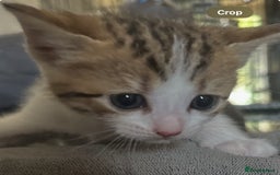 British Shorthair cats for sale: Kittens  - Image 3