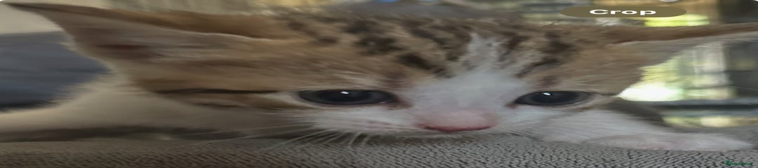 British Shorthair Kitten 3