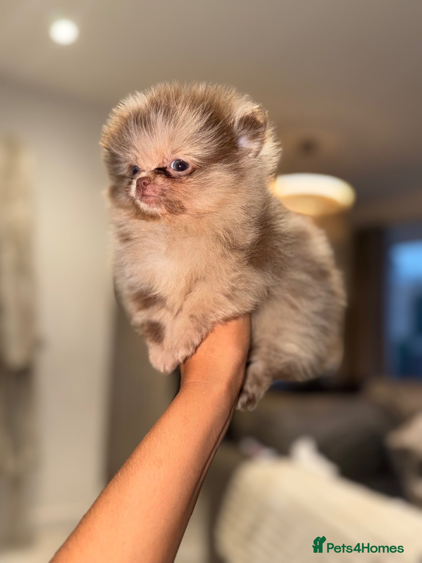 Pomeranian dogs Chocolate Merle Babies - READY 💙💖 - Advert 1