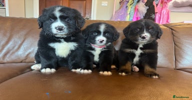 Mixed Breed dogs - Advert 7