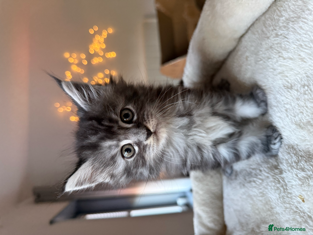 Maine Coon cats for sale: Beautiful Maine Coon Kittens – Ready mid January - Advert 16