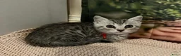Bengal cats for sale: Bengal x British shorthair - Advert 12