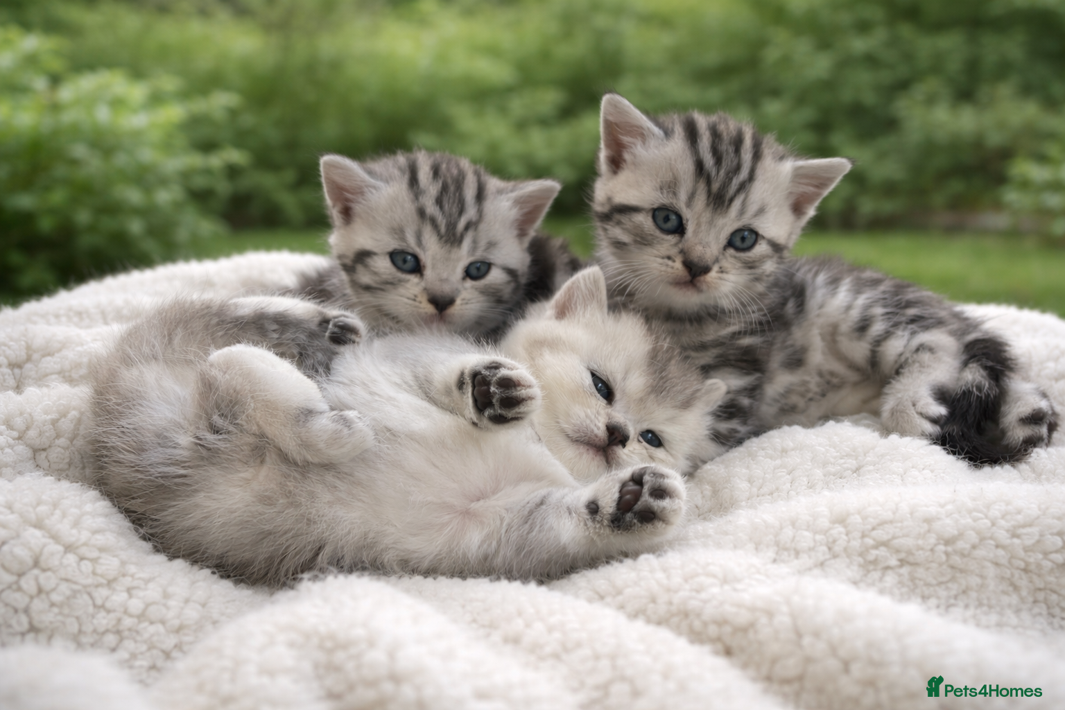 British Shorthair cats BSH silver tabby and chinchilla GCCF  - Advert 8