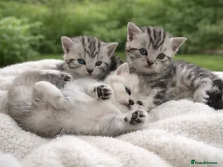 British Shorthair cats BSH silver tabby and chinchilla GCCF - Advert 8