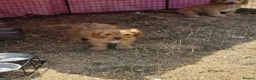 Cavapoo dogs for sale: Quality,Home reared cavapoo puppies - Advert 8
