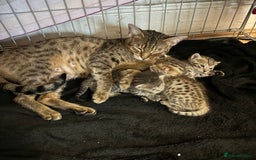 Savannah cats for sale: Stunning Savannah Kittens - Image 4
