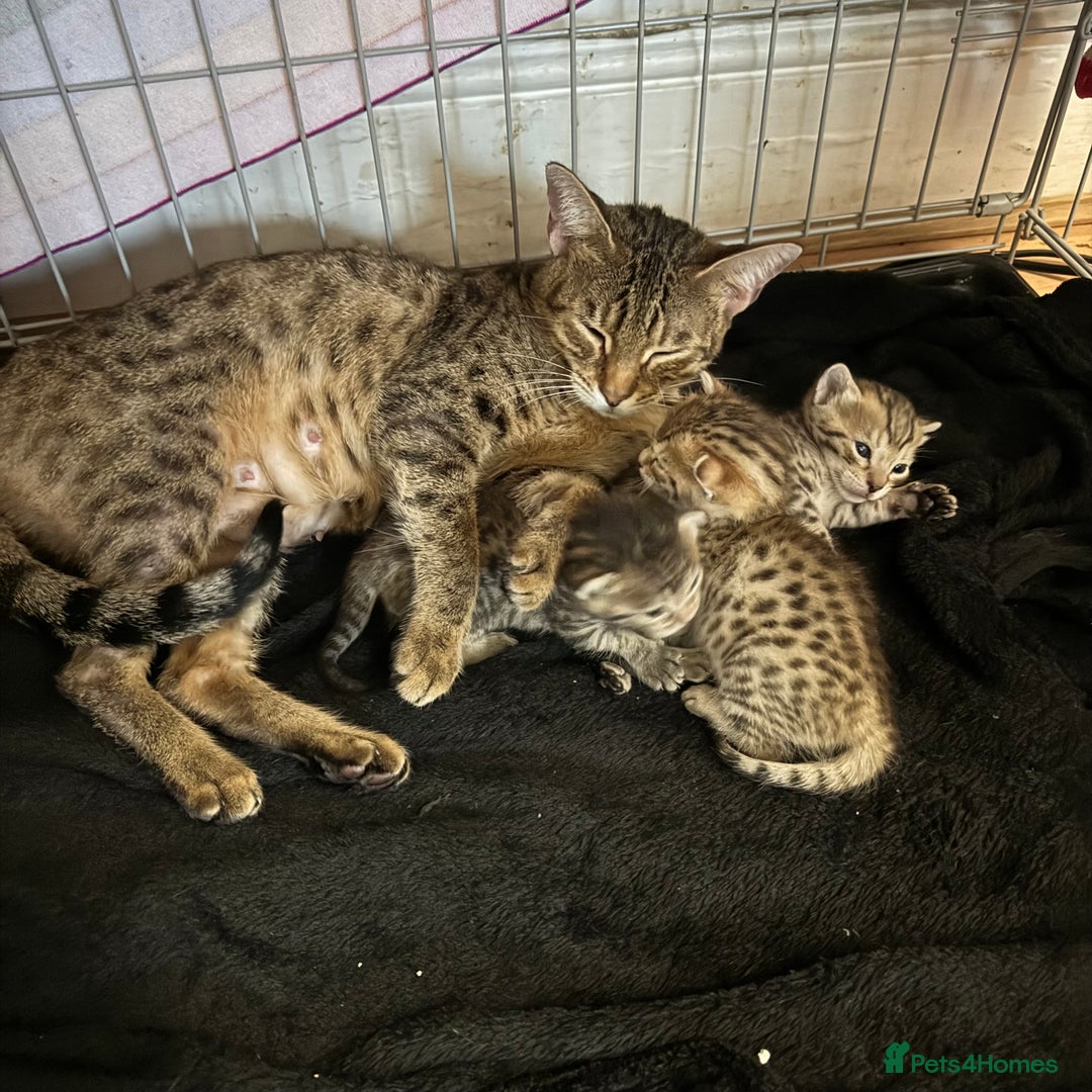 Savannah cats for sale: Stunning Savannah Kittens - Image 4