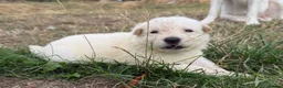 German Shepherd dogs for sale: Beautiful White Pedigree German Shepherd Puppies - Advert 7