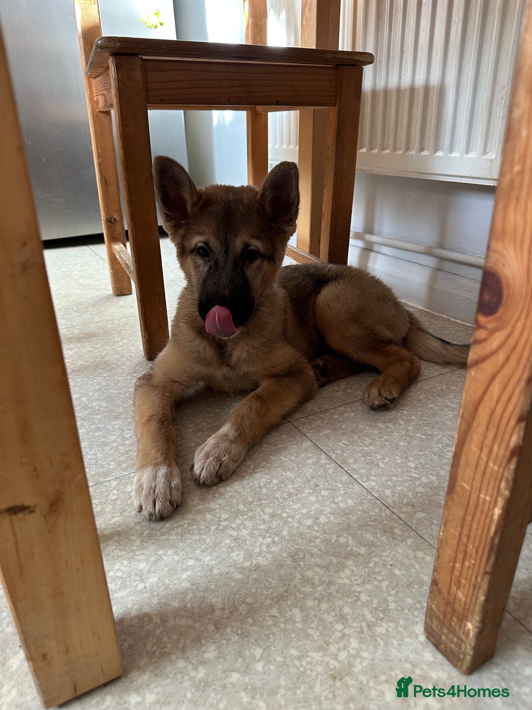 Mixed Breed dogs for sale: Gorgeous pups  - Advert 27