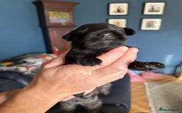 Miniature Schnauzer dogs for sale: Stunning pure black miniature schnauzer puppy - Image 2