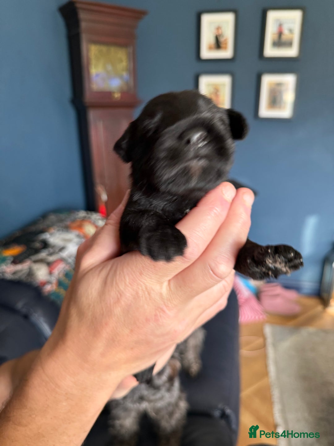 Miniature Schnauzer dogs for sale: Stunning pure black miniature schnauzer puppy - Image 2