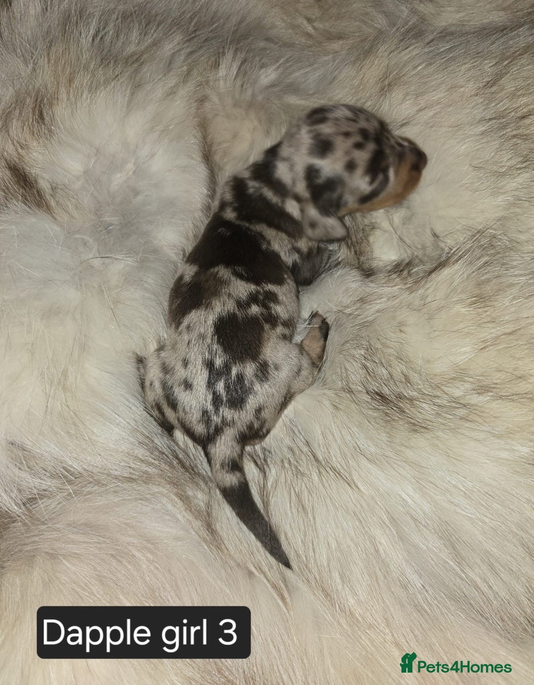 Miniature Dachshund dogs for sale: 👑🐾KC Champion Bloodline Dapples🐾👑 - Advert 9