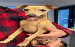 Italian Greyhound dogs for sale: Italian greyhound girl - Image 3