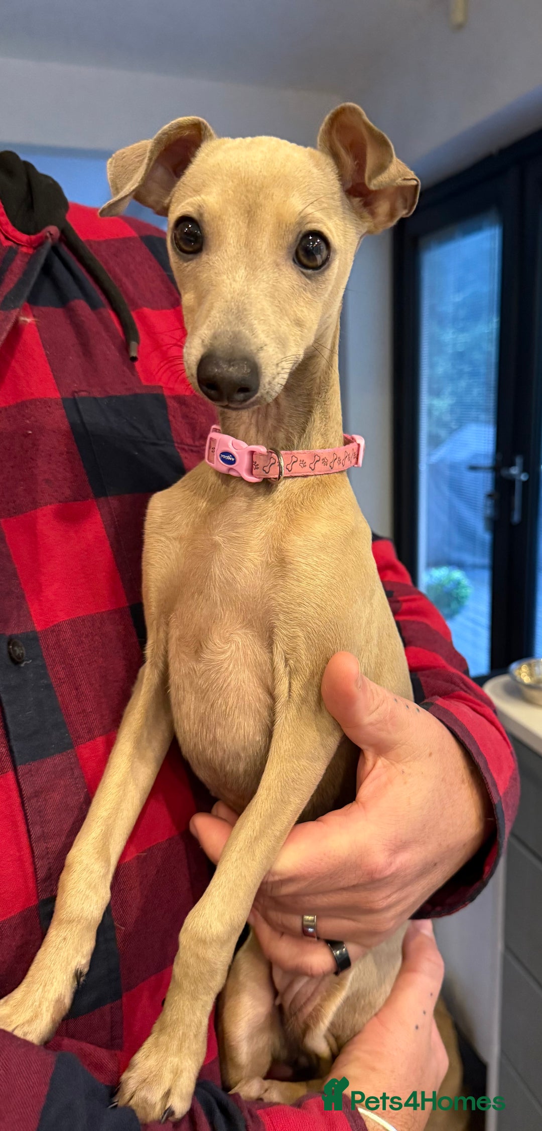 Italian Greyhound dogs for sale: Italian greyhound girl - Image 3
