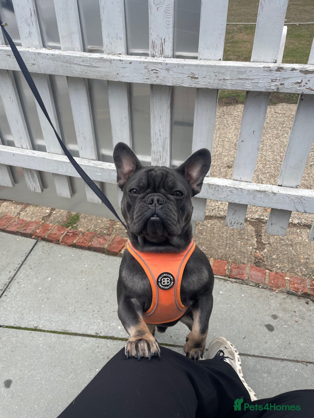 French Bulldog dogs for stud: PABLO 🐶 for stud - Black Compact Frenchie - Advert 1