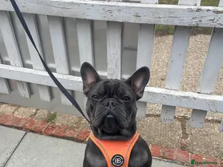 French Bulldog dogs PABLO 🐶 for stud - Black Compact Frenchie - Advert 21