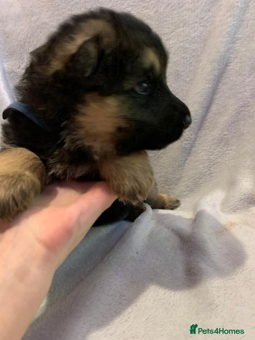 German Shepherd dogs for sale: German Shepherd puppies - Advert 8