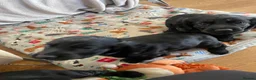 Cocker Spaniel dogs for sale: Cocker Spaniel males - Advert 14