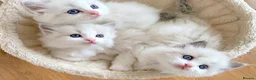 Ragdoll cats for sale: INDOOR GCCF REGISTERED RAGDOLL KITTENS - Advert 1