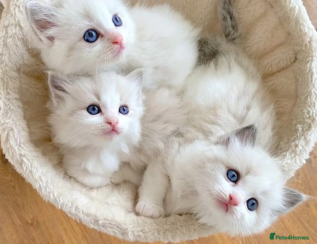 Ragdoll cats for sale: INDOOR GCCF REGISTERED RAGDOLL KITTENS - Advert 1