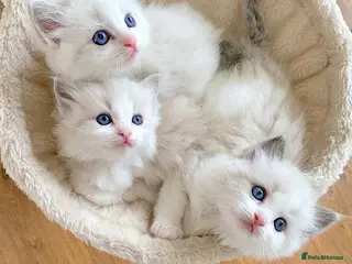 Ragdoll cats INDOOR GCCF REGISTERED RAGDOLL KITTENS - Advert 9