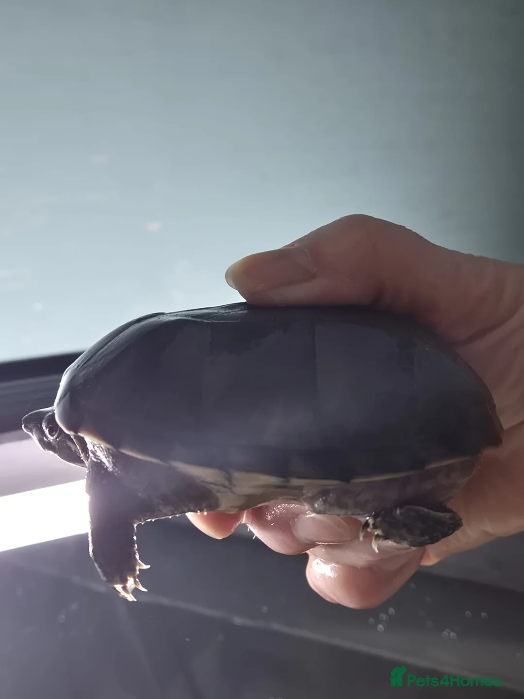 Other/Mixed Breed fish for sale: Fluvel fish tank complete set up  - Advert 6